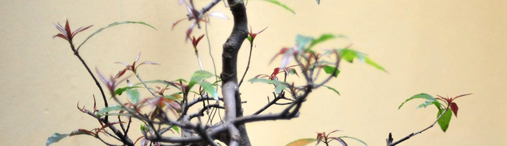 株式会社　ＣＲＥＡＳＴ